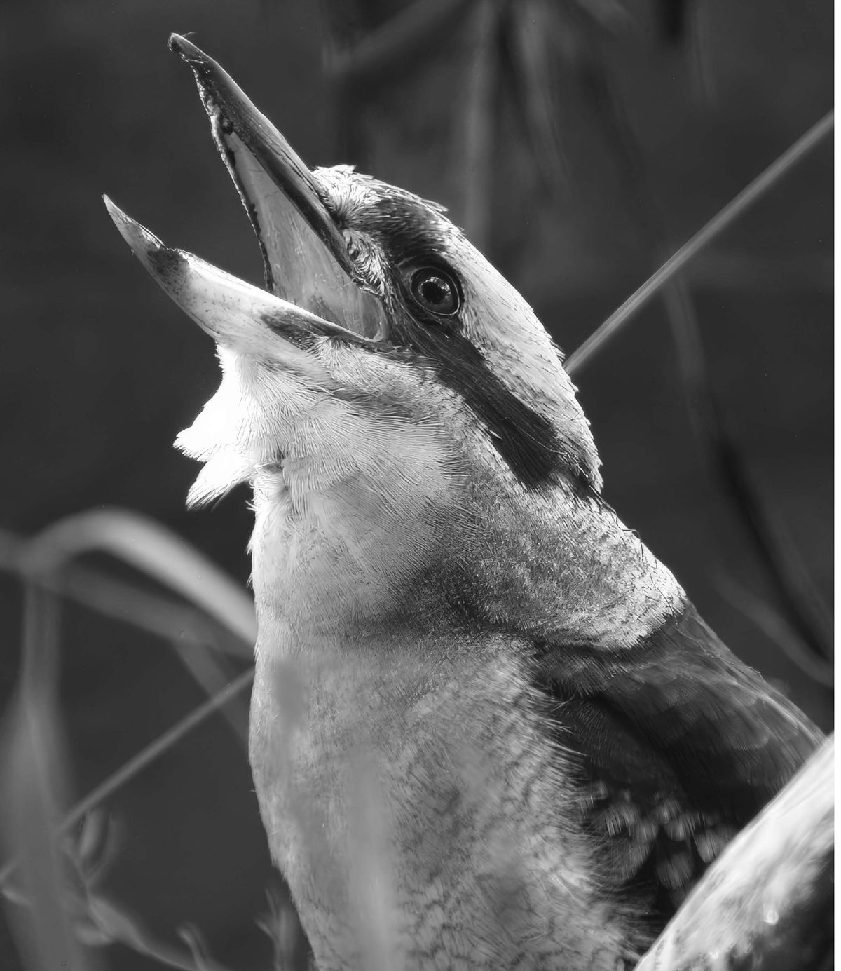 A kookaburra screeches as Basho approaches — photograph by Cesca